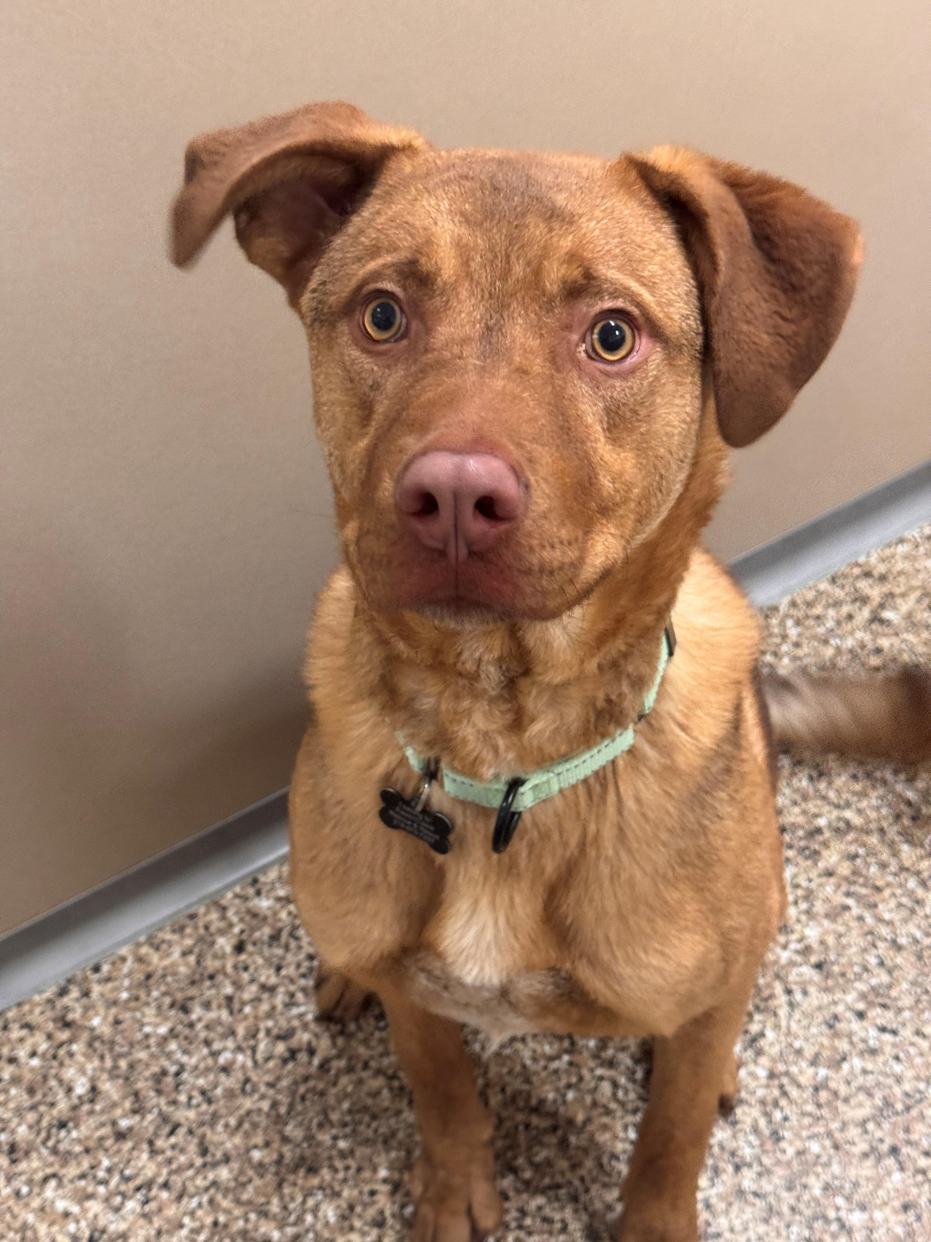 Enlarge Oliver, an adopted Mixed Breed in Hackensack, MN image 5/6