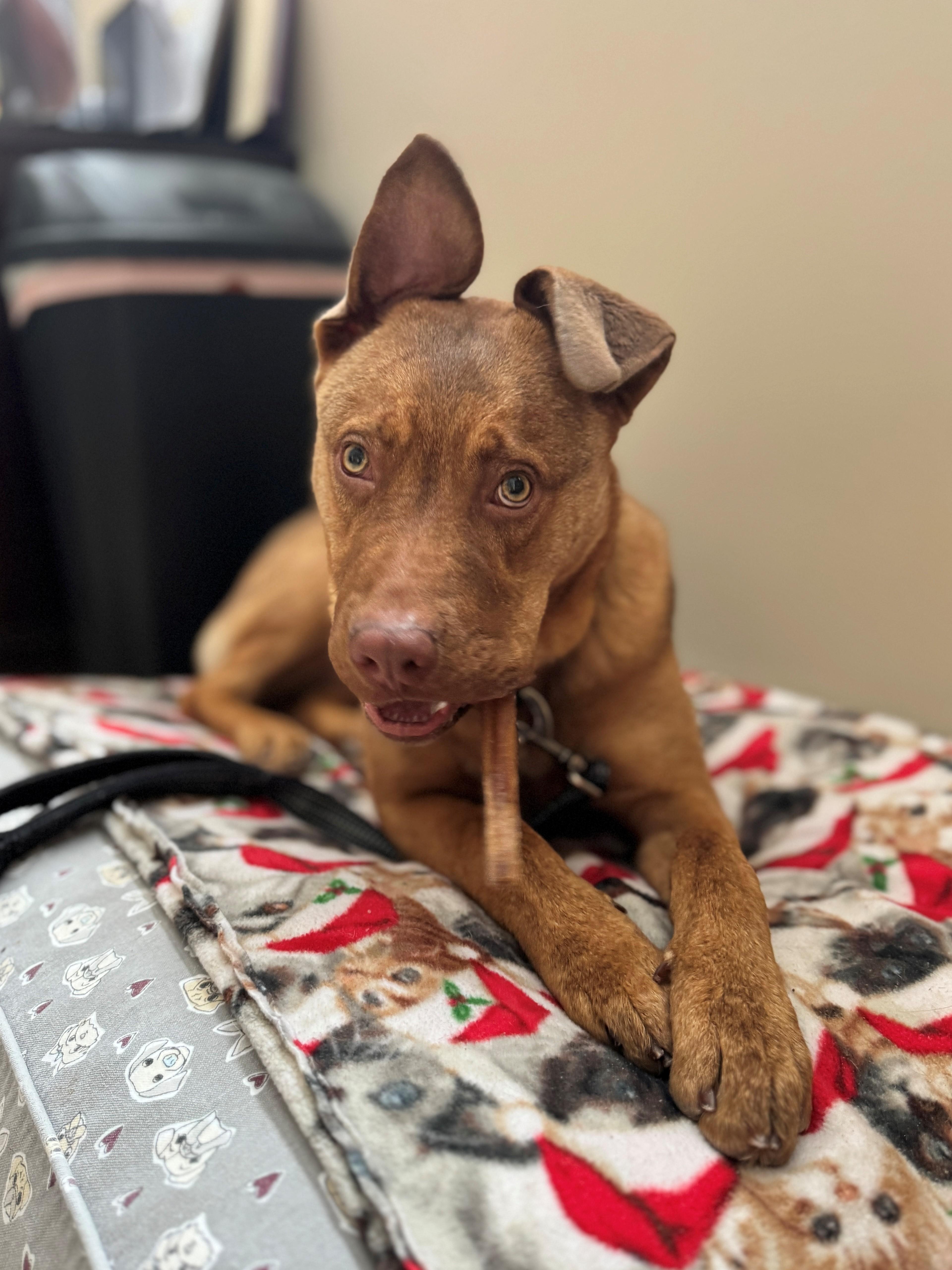 Enlarge Oliver, an adopted Mixed Breed in Hackensack, MN image 3/6