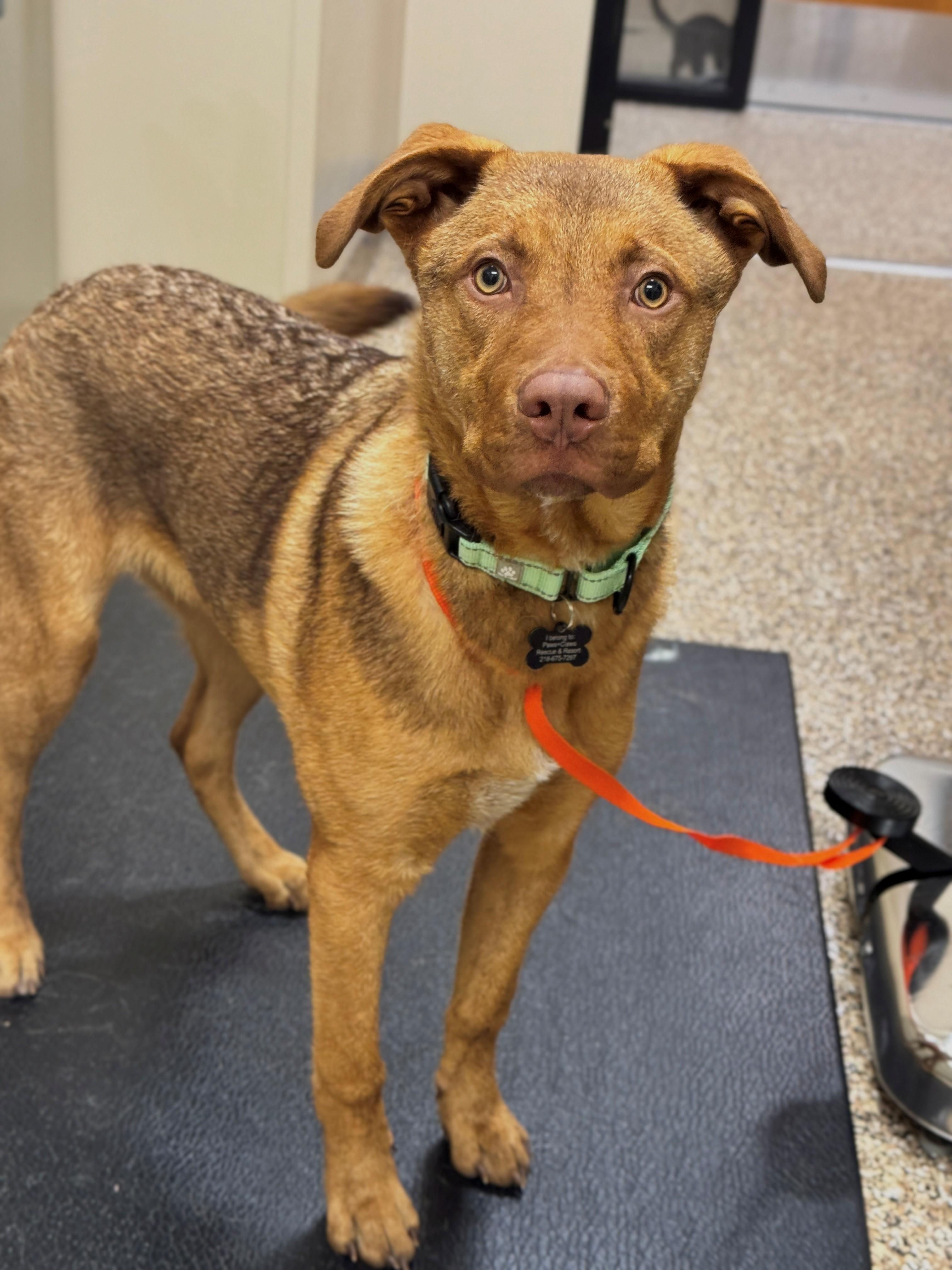 Enlarge Oliver, a Adoptable Mixed Breed in Hackensack, MN image 1/1