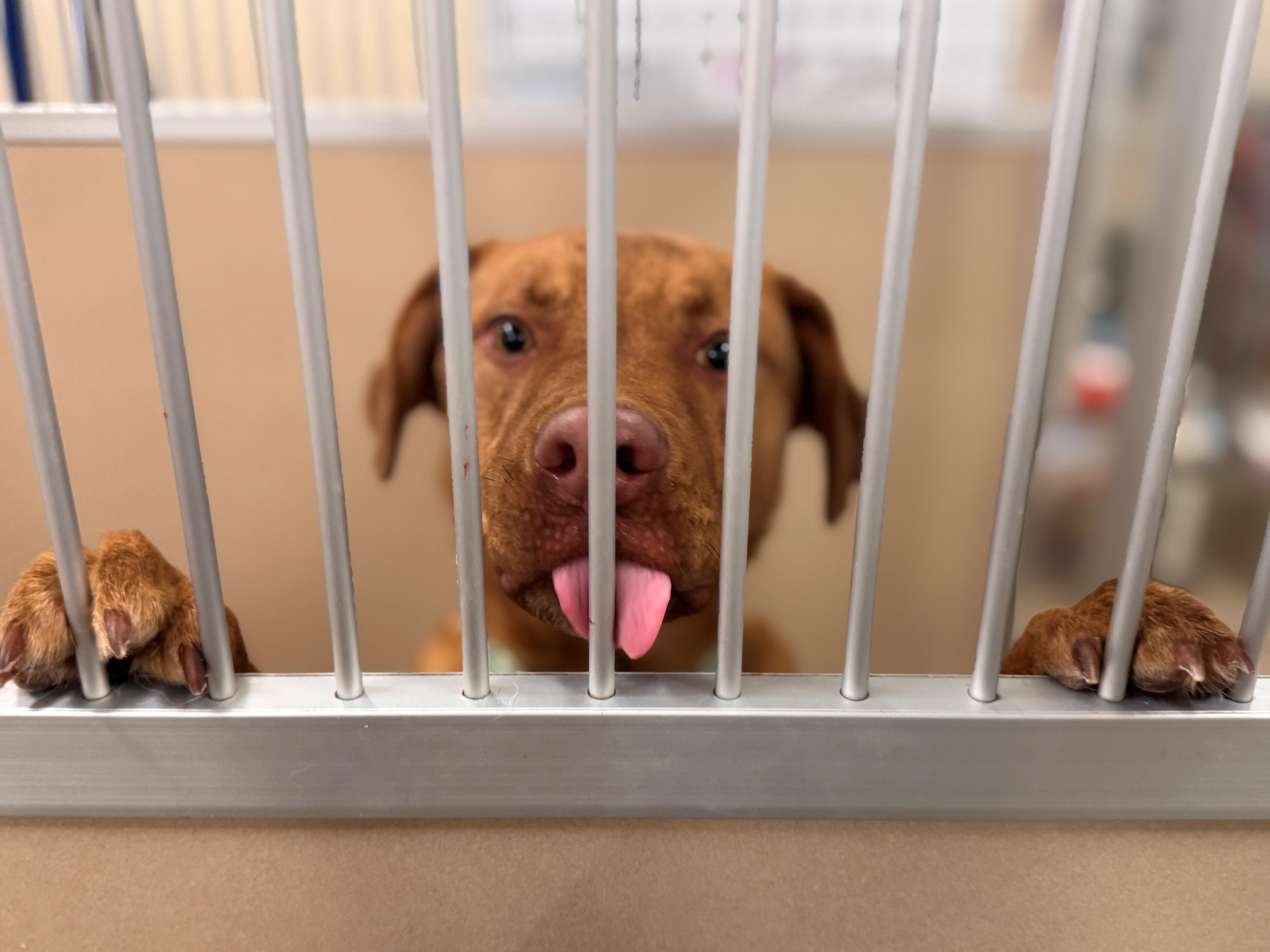 Enlarge Oliver, an adopted Mixed Breed in Hackensack, MN image 6/6