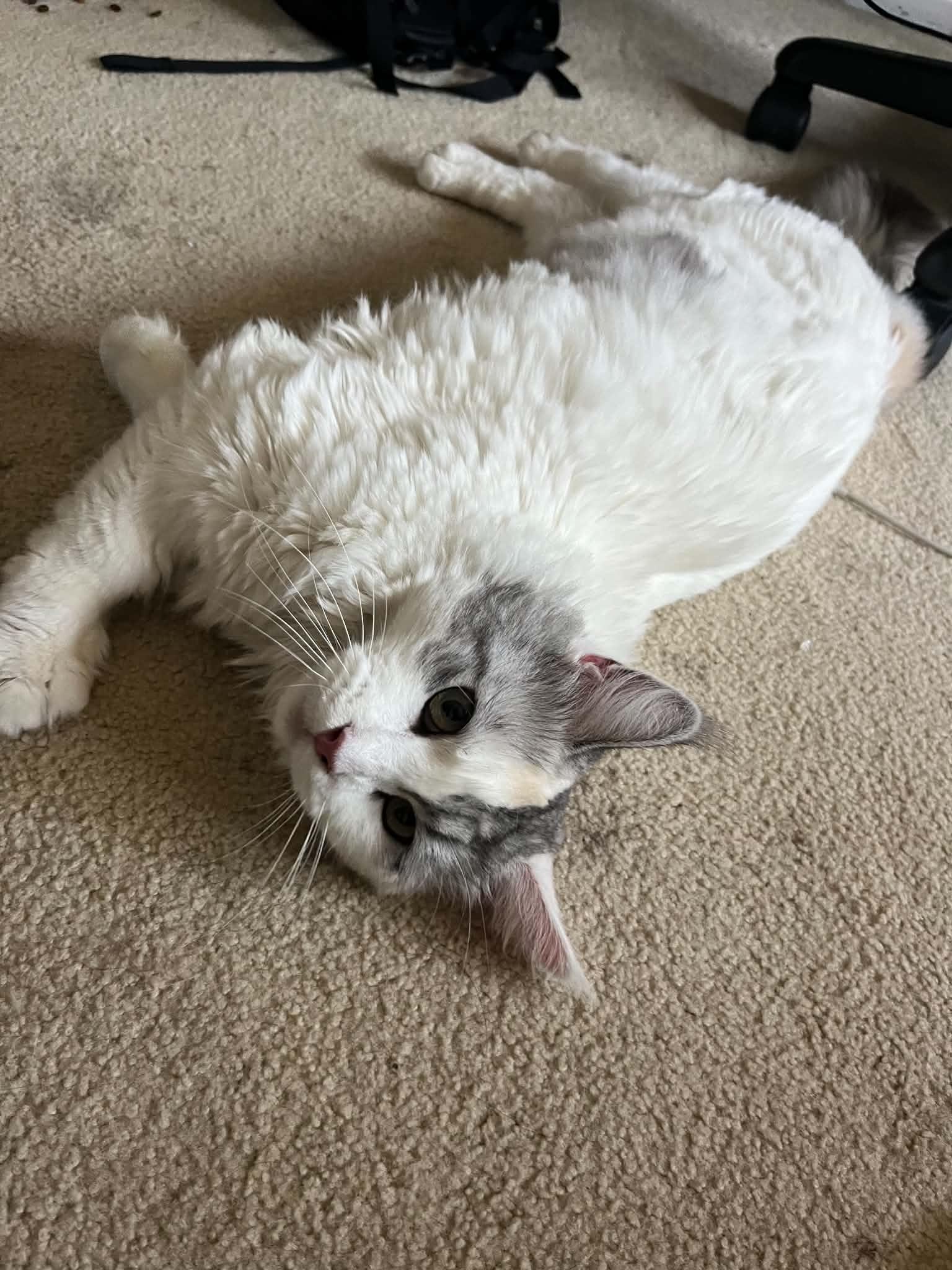 Scarlett, Adoptable, Adult Female Maine Coon.