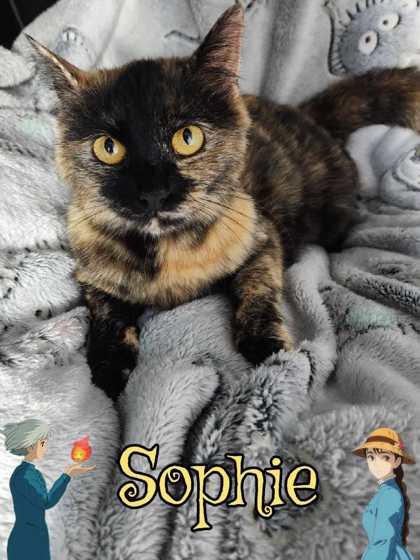 Sophie, Adopted, Adult Female Domestic Short Hair.