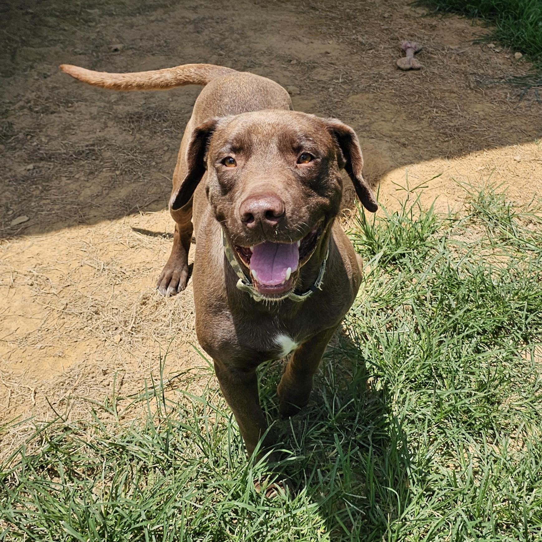 Boone, a ADOPTABLE mixed breed in Searcy, AR image 2/6