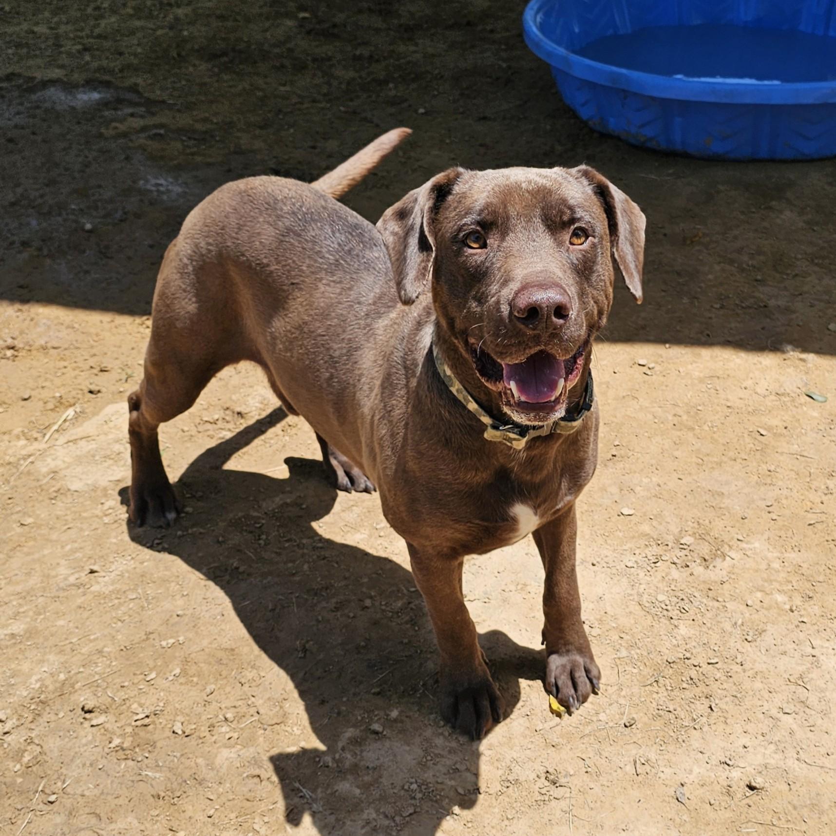 Boone, a ADOPTABLE mixed breed in Searcy, AR image 1/6