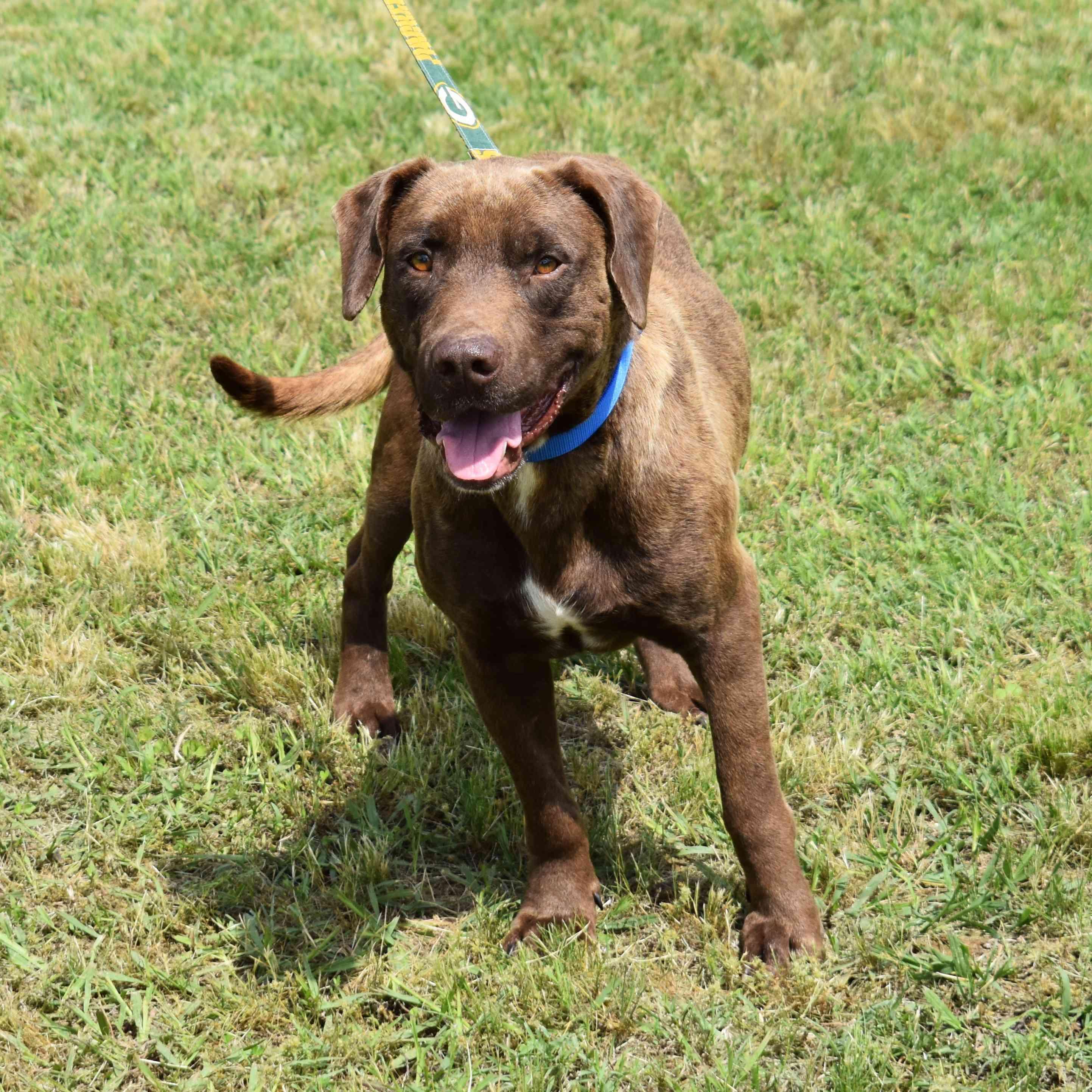 Boone, a ADOPTABLE mixed breed in Searcy, AR image 6/6