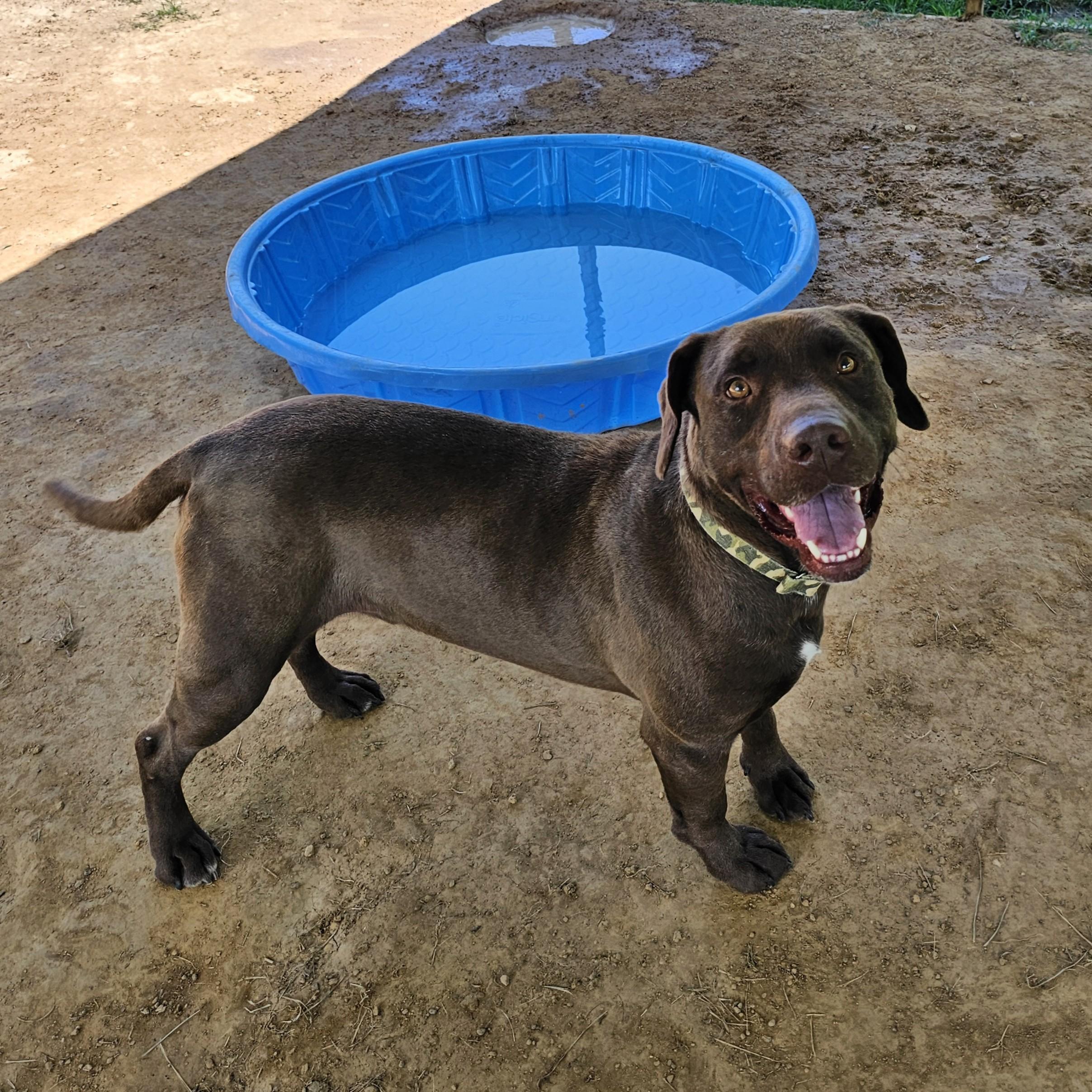 Boone, a ADOPTABLE mixed breed in Searcy, AR image 3/6