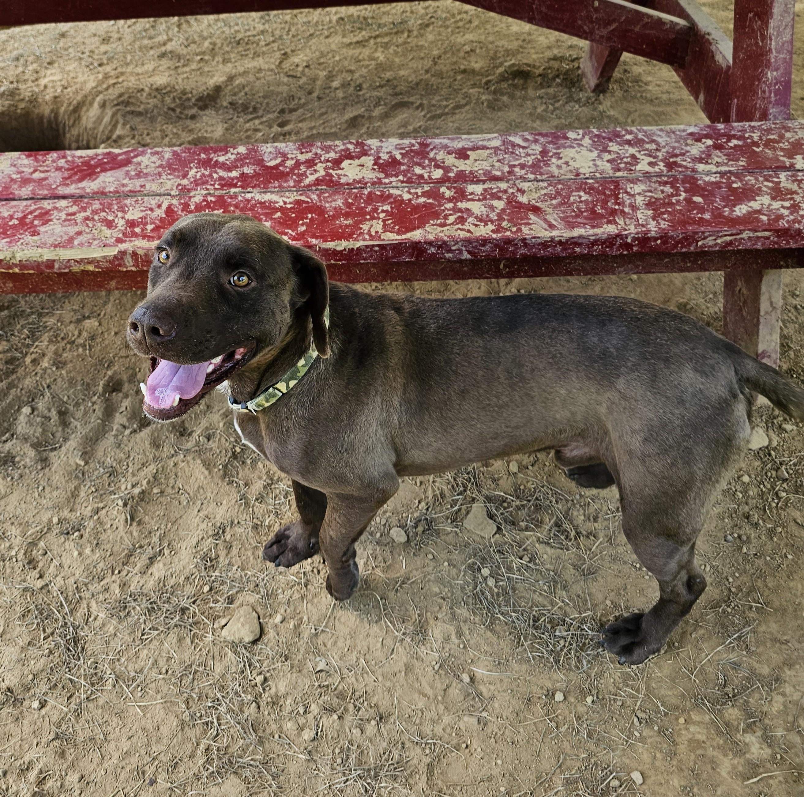 Boone, a ADOPTABLE mixed breed in Searcy, AR image 4/6