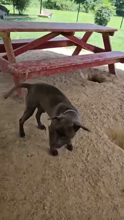 Enlarge Boone, a ADOPTABLE mixed breed in Searcy, AR video 5/6