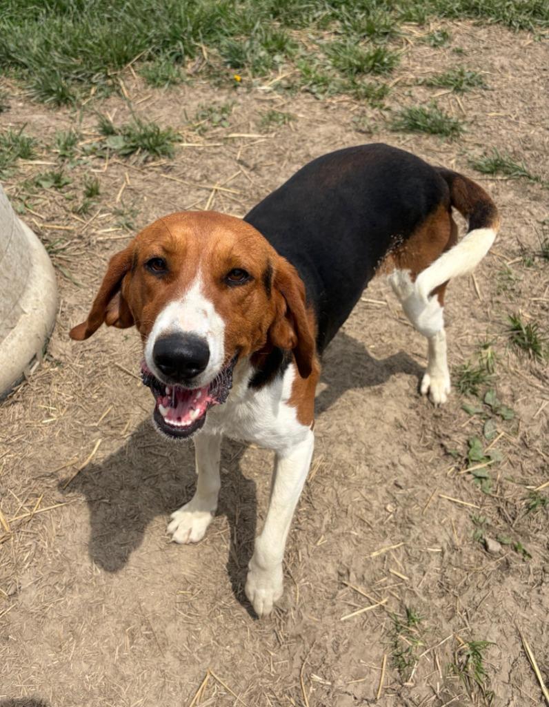 Diego, a Adoptable Treeing Walker Coonhound in Portland, IN image 1/2