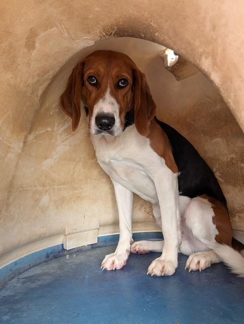 Diego, a Adoptable Treeing Walker Coonhound in Portland, IN image 2/2