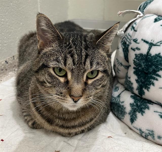 MARIBEL, Adoptable, Adult Female Domestic Short Hair.