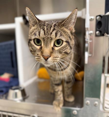 GATOS, Adoptable, Adult Female Domestic Short Hair.