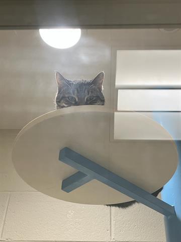 MARIBEL, Adoptable, Adult Female Domestic Short Hair.