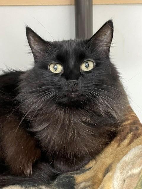 Enlarge Boo, a ADOPTABLE Domestic Long Hair in Hayward, WI image 1/1