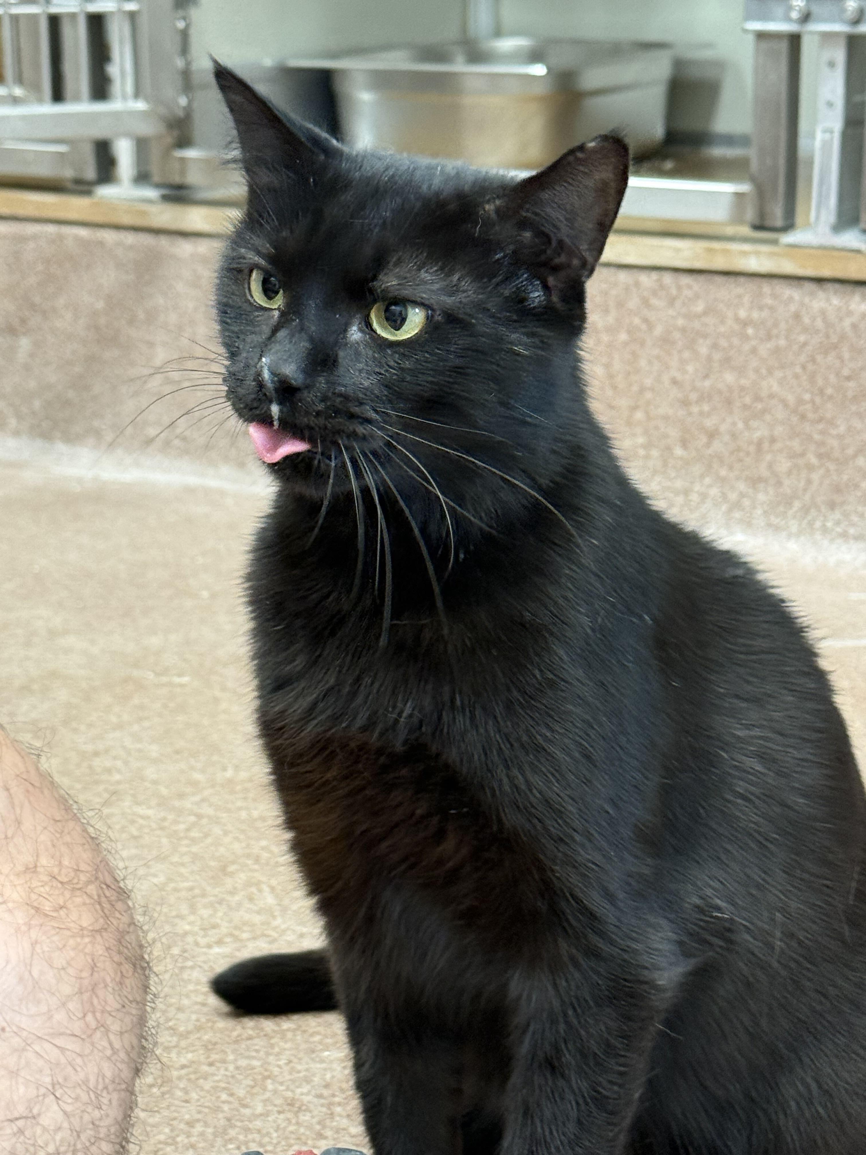 Reel Pull, a ADOPTABLE American Shorthair in Maidens, VA image 4/5