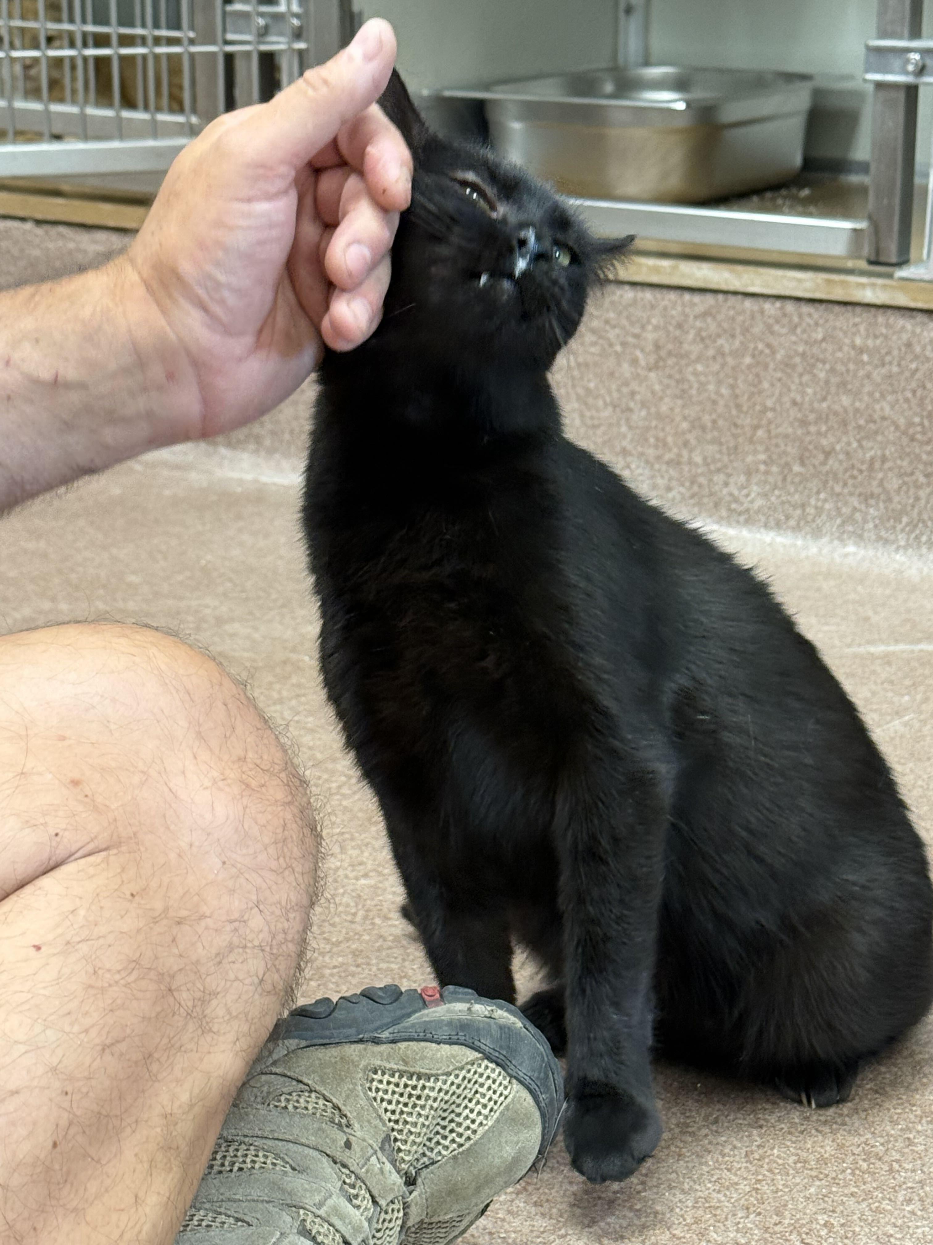 Reel Pull, a ADOPTABLE American Shorthair in Maidens, VA image 3/5