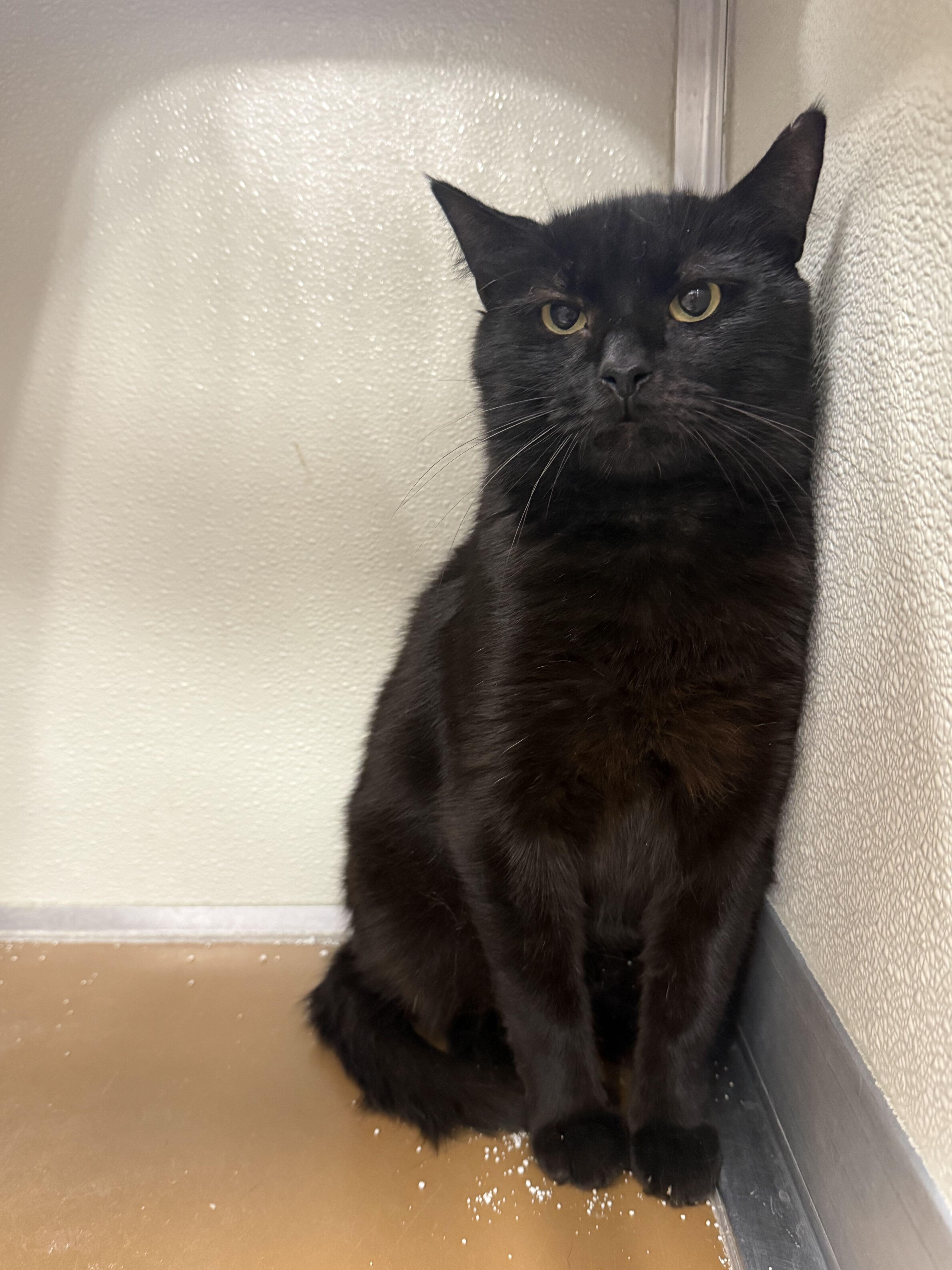 Reel Pull, ADOPTABLE, Adult Male American Shorthair.
