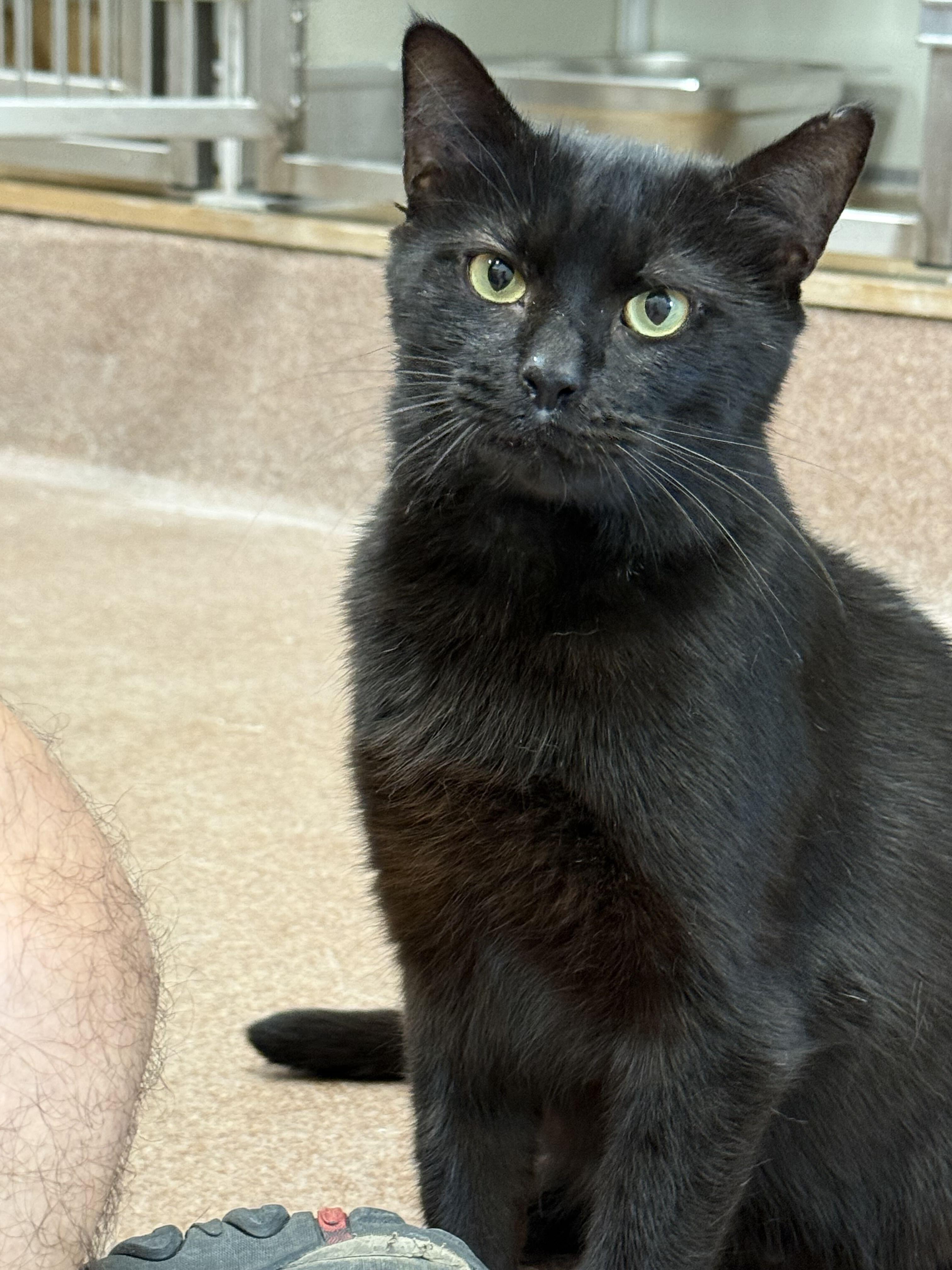 Reel Pull, a ADOPTABLE American Shorthair in Maidens, VA image 5/5