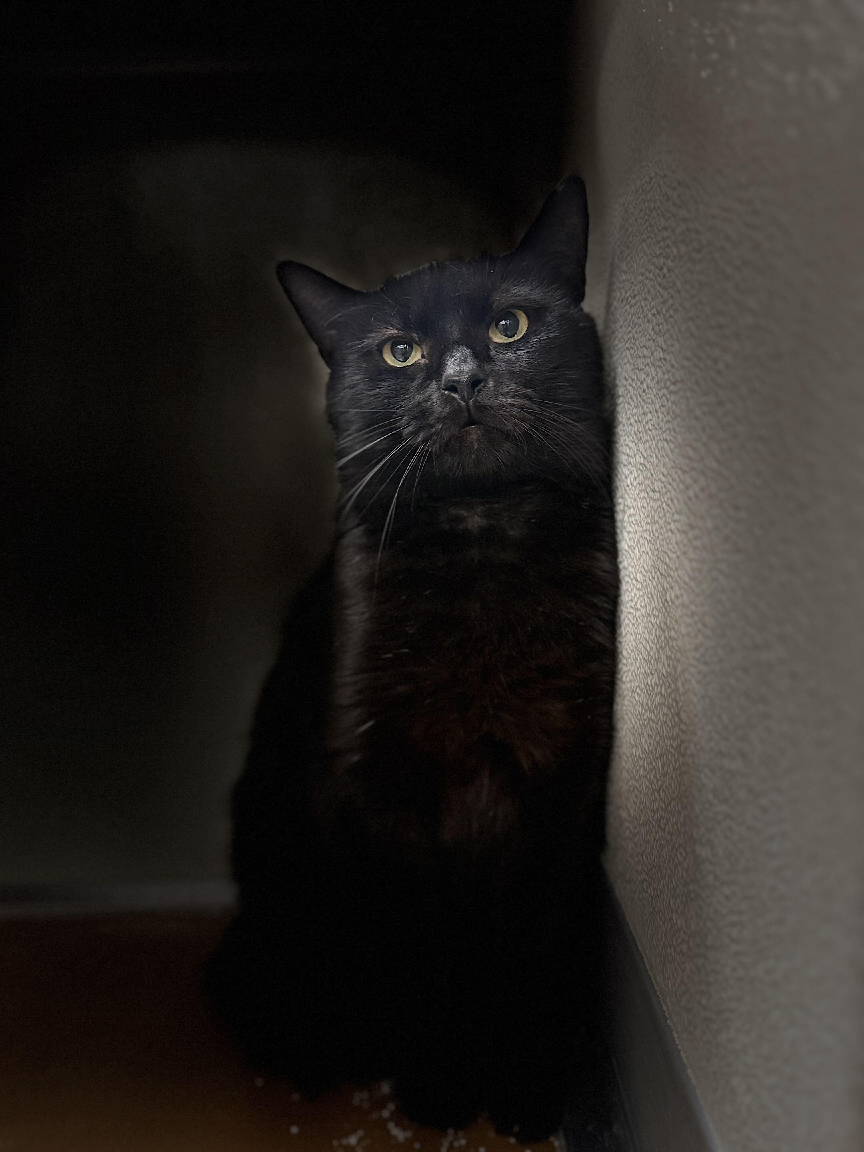 Reel Pull, a ADOPTABLE American Shorthair in Maidens, VA image 2/5