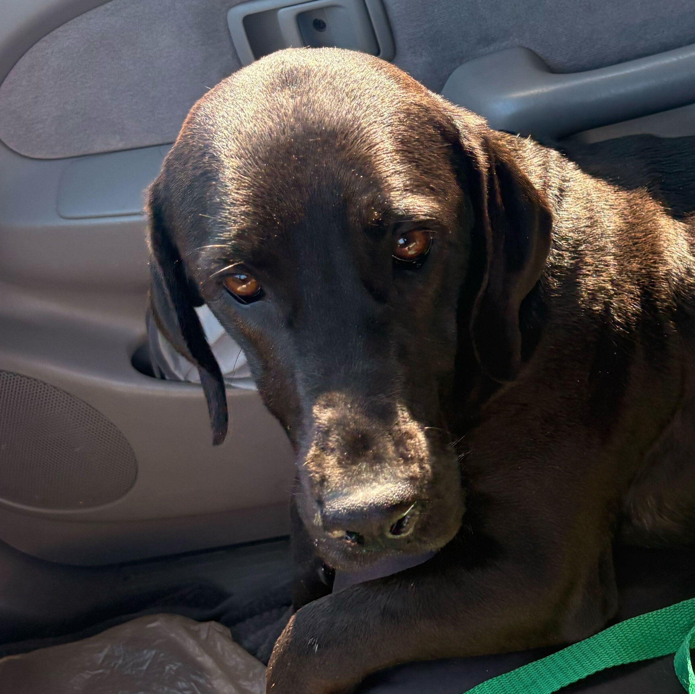 Zeava, adopted, Young Female Basset Hound & Black Labrador Retriever.