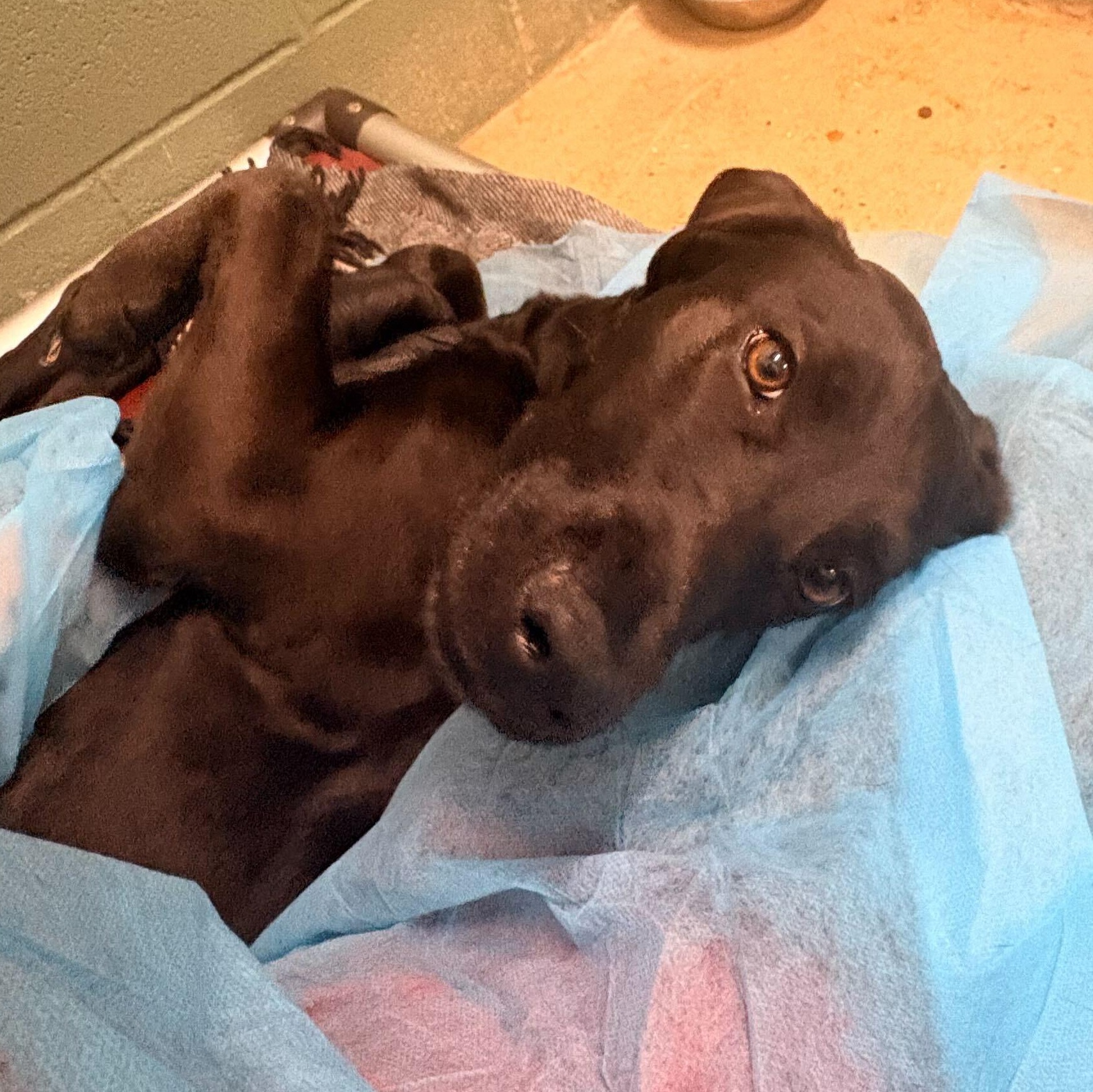 Enlarge Zeava, an adopted mixed breed in Indianapolis, IN image 3/3