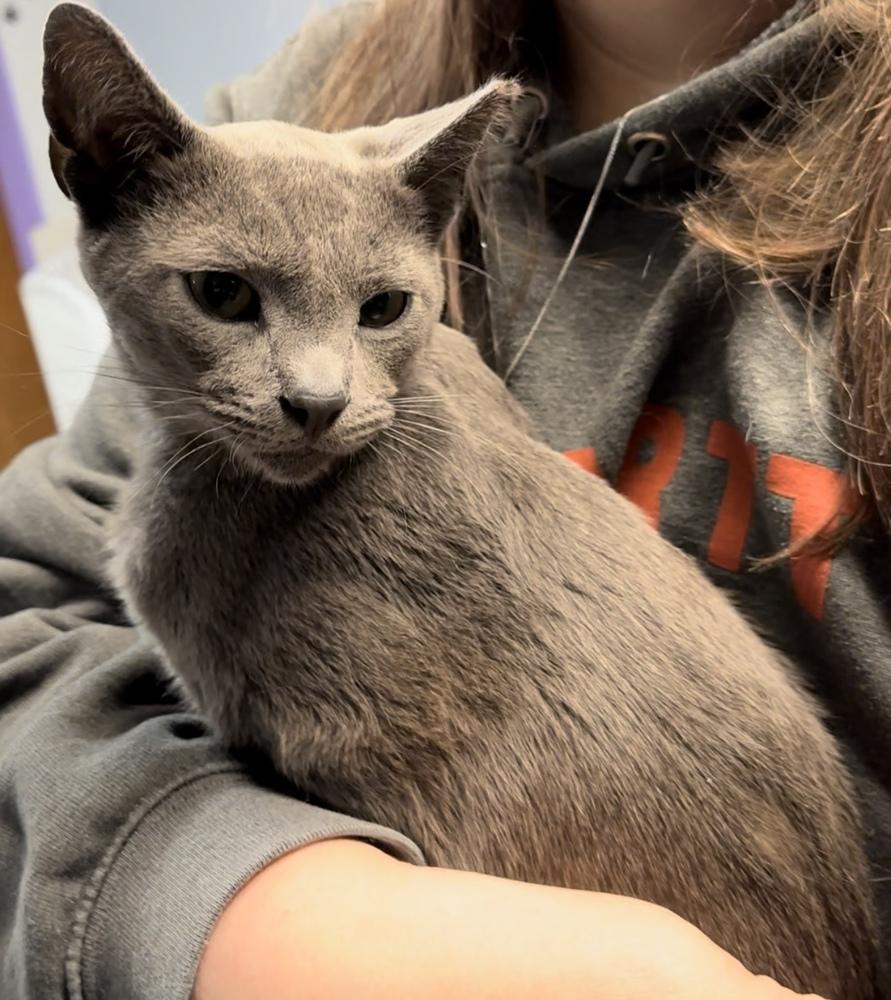 Flint, Adoptable, Adult Male Domestic Short Hair.