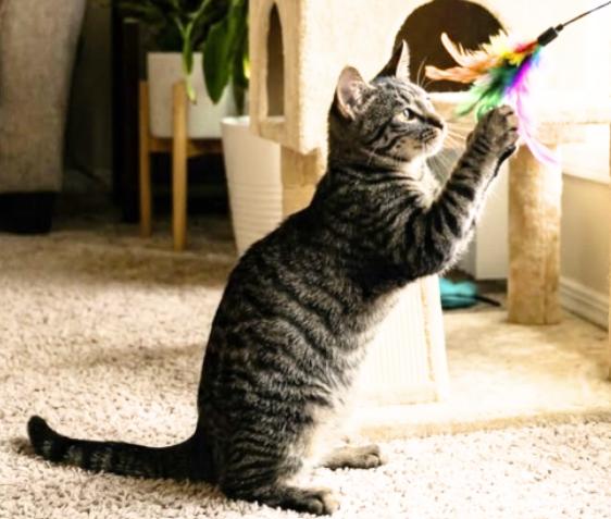 Enlarge Linda, a Adoptable American Shorthair in Union City, NJ image 3/5
