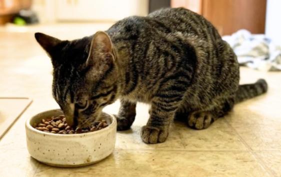 Enlarge Linda, a Adoptable American Shorthair in Union City, NJ image 5/5