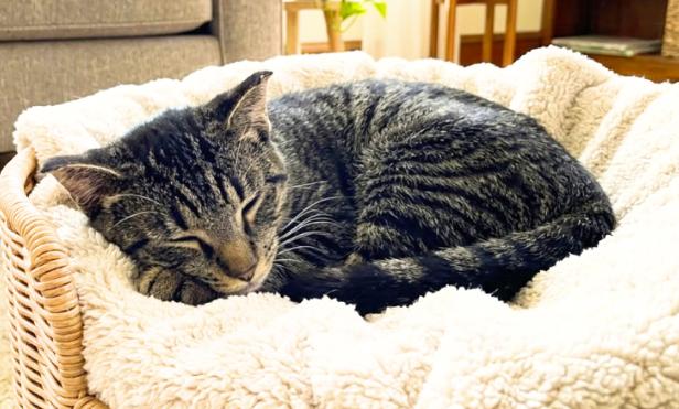 Enlarge Linda, a Adoptable American Shorthair in Union City, NJ image 4/5