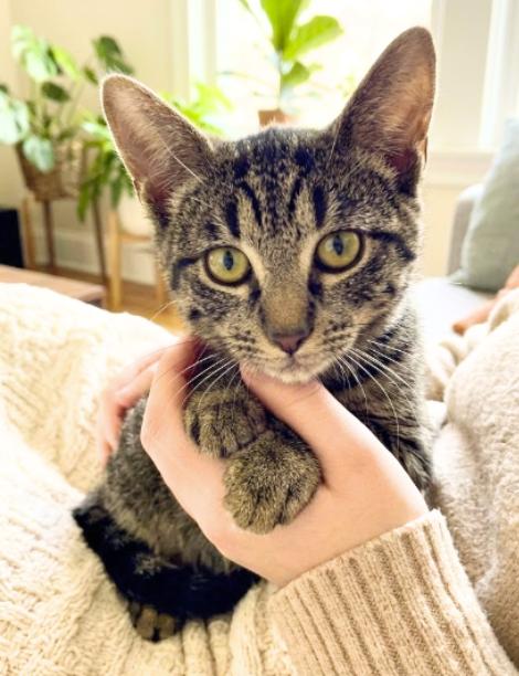 Enlarge Linda, a Adoptable American Shorthair in Union City, NJ image 1/5