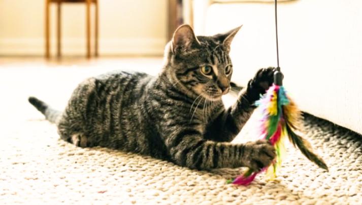 Enlarge Linda, a Adoptable American Shorthair in Union City, NJ image 2/5