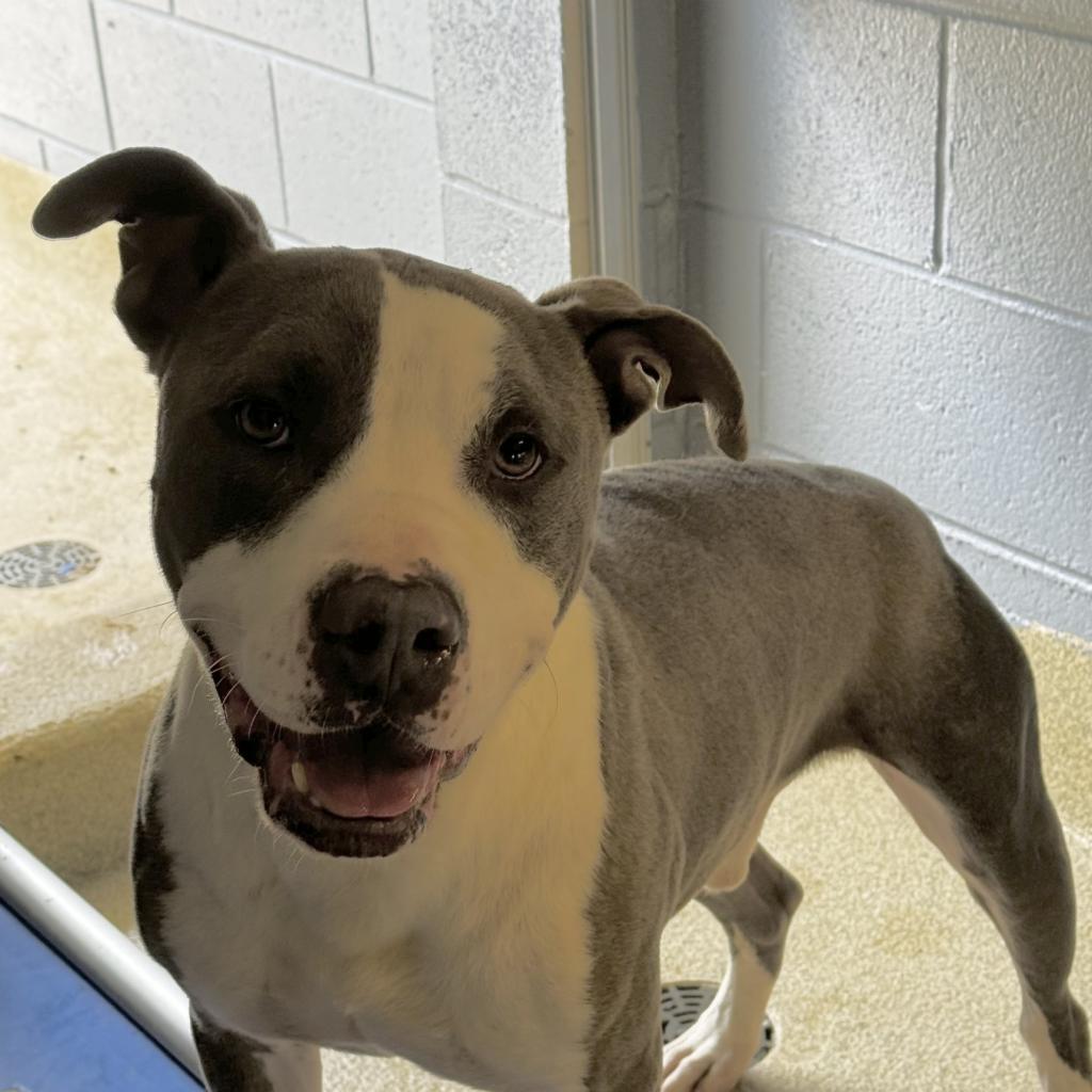 Enlarge Cyprus, a Adoptable mixed breed in Windsor, VA image 1/4