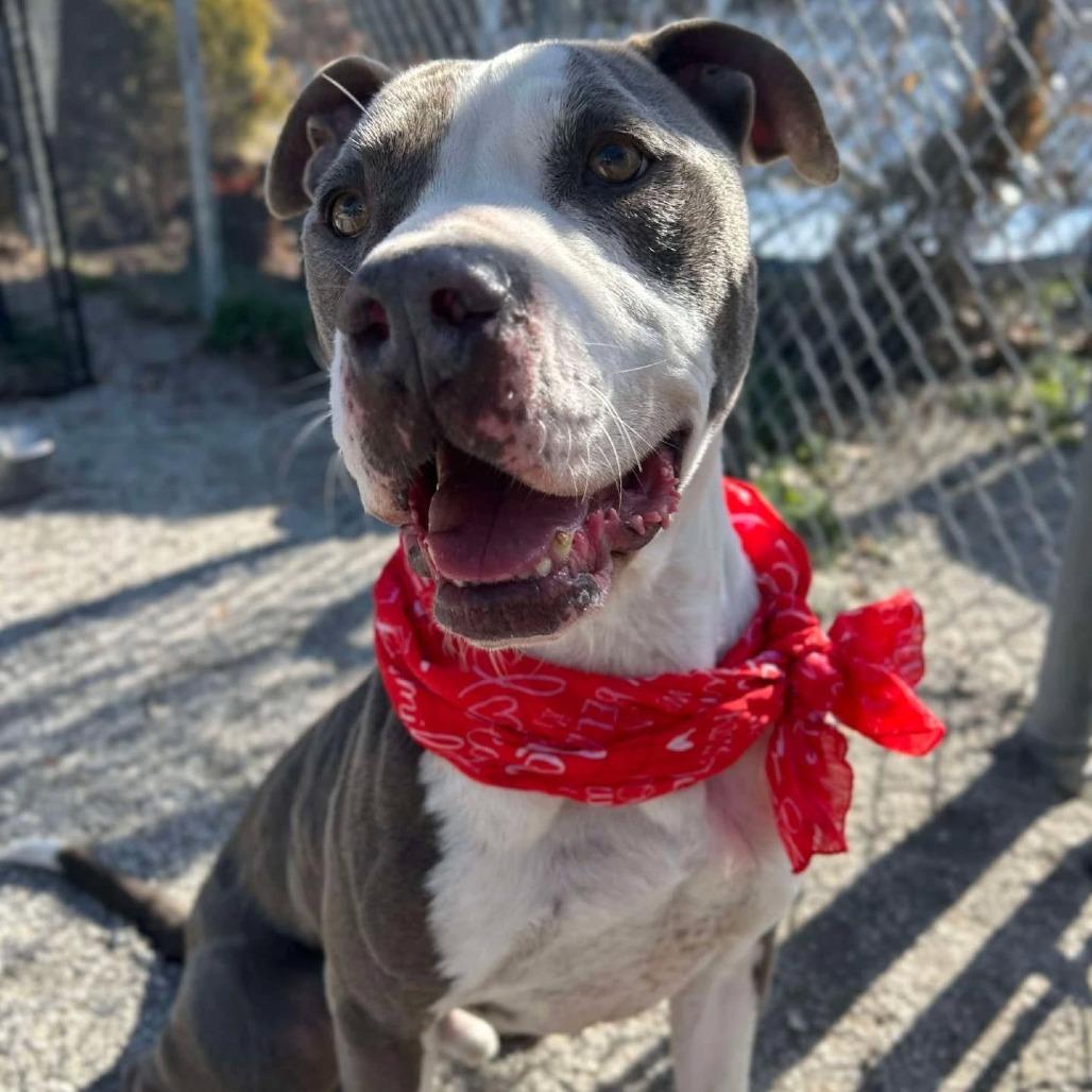 Enlarge Cyprus, a Adoptable mixed breed in Windsor, VA image 2/4