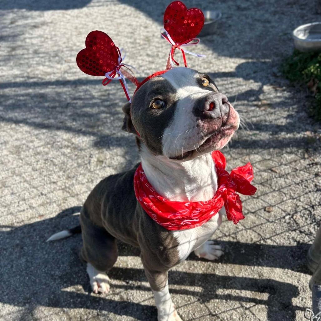 Enlarge Cyprus, a Adoptable mixed breed in Windsor, VA image 4/4