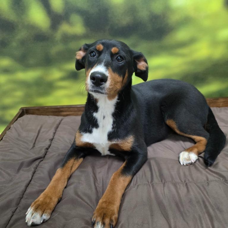 Toni, Adoptable, Young Female Mixed Breed.