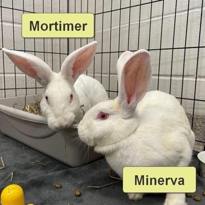 Mortimer (Bonded) photo