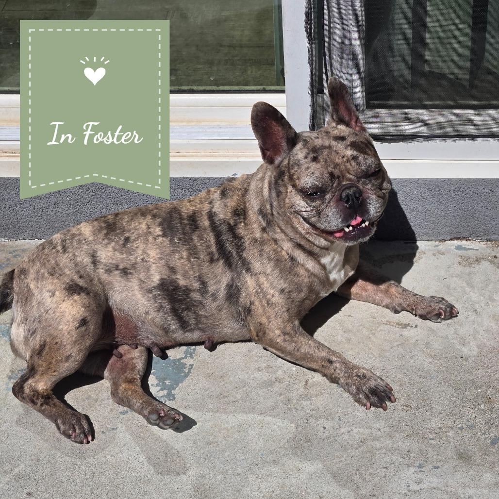 Gamora (Mo Mo), Adoptable, Adult Female French Bulldog.