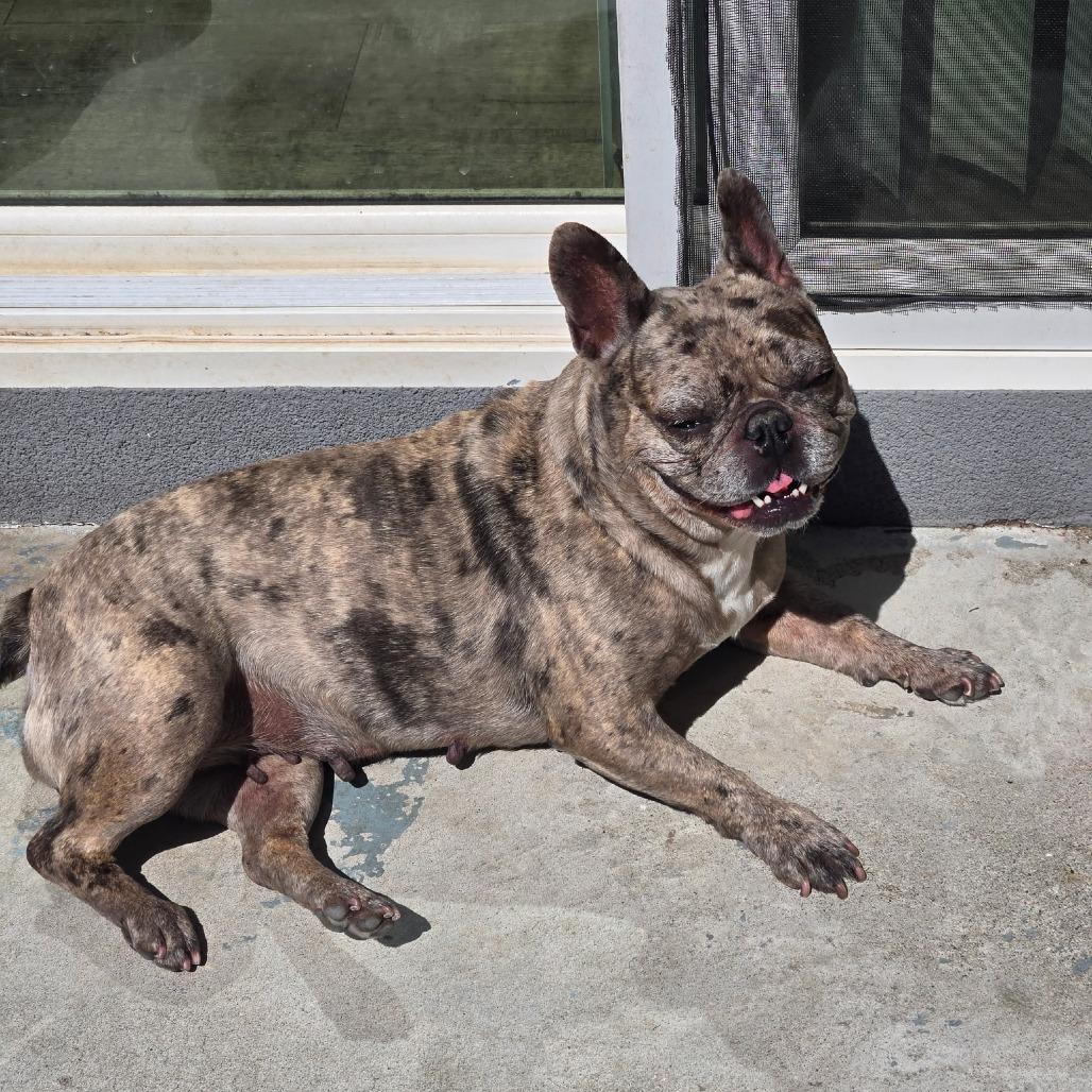 Gamora (Mo Mo), a Adoptable French Bulldog in Chico, CA image 2/2