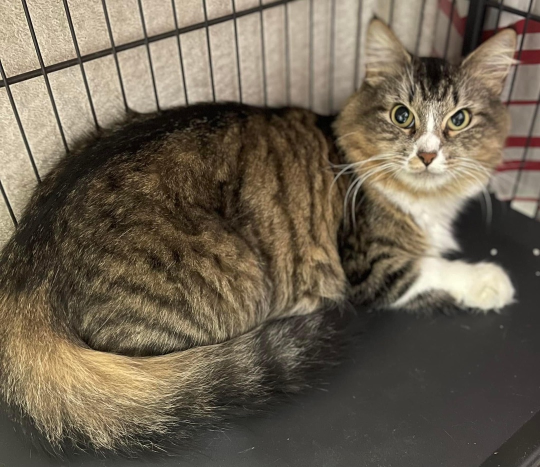 Dacey med hair, Adult Female Domestic Medium Hair