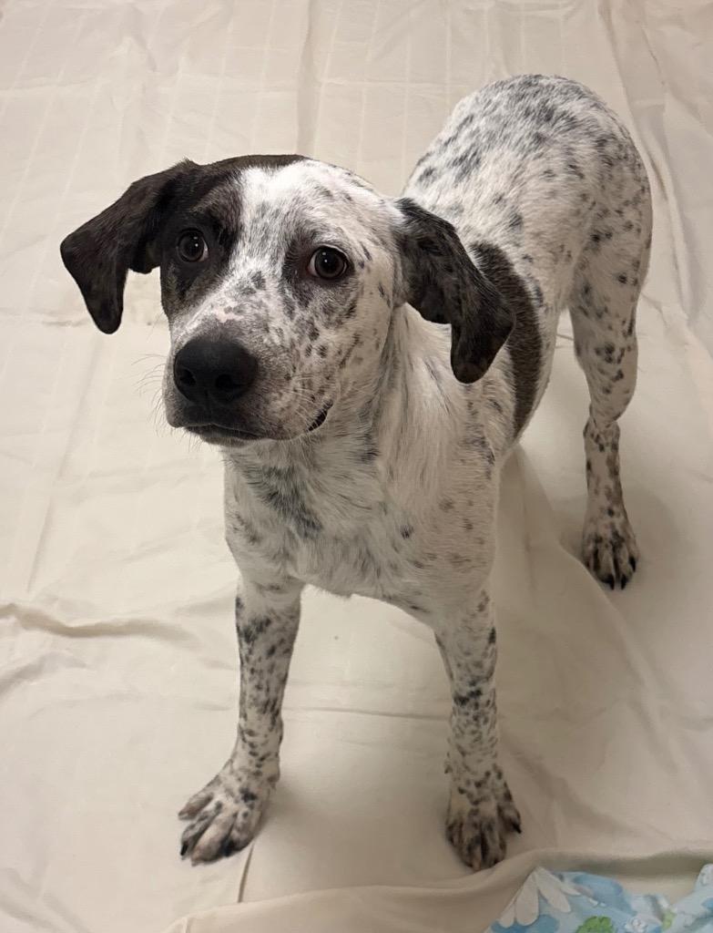 Merle, Adoptable, Puppy Male Catahoula Leopard Dog & Pointer.
