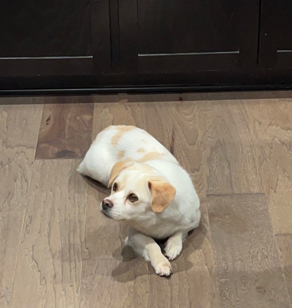 Enlarge Toto, a Adopted Mixed Breed in Oceanside, CA image 1/12