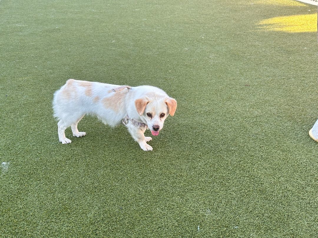 Enlarge Toto, a Adopted Mixed Breed in Oceanside, CA image 2/12