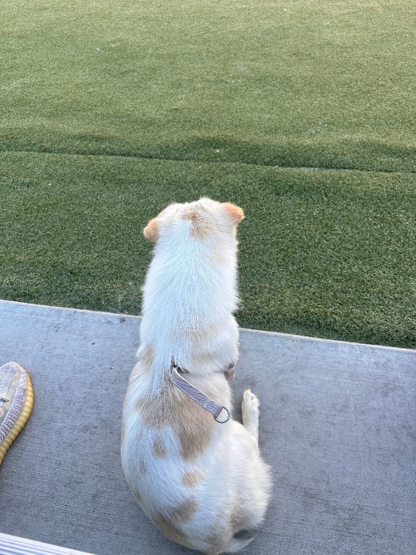 Enlarge Toto, a Adopted Mixed Breed in Oceanside, CA image 3/12