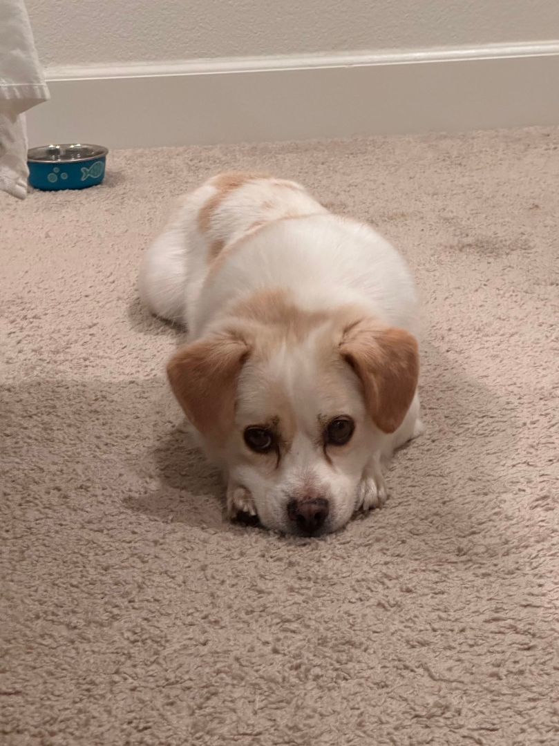 Enlarge Toto, a Adopted Mixed Breed in Oceanside, CA image 4/12