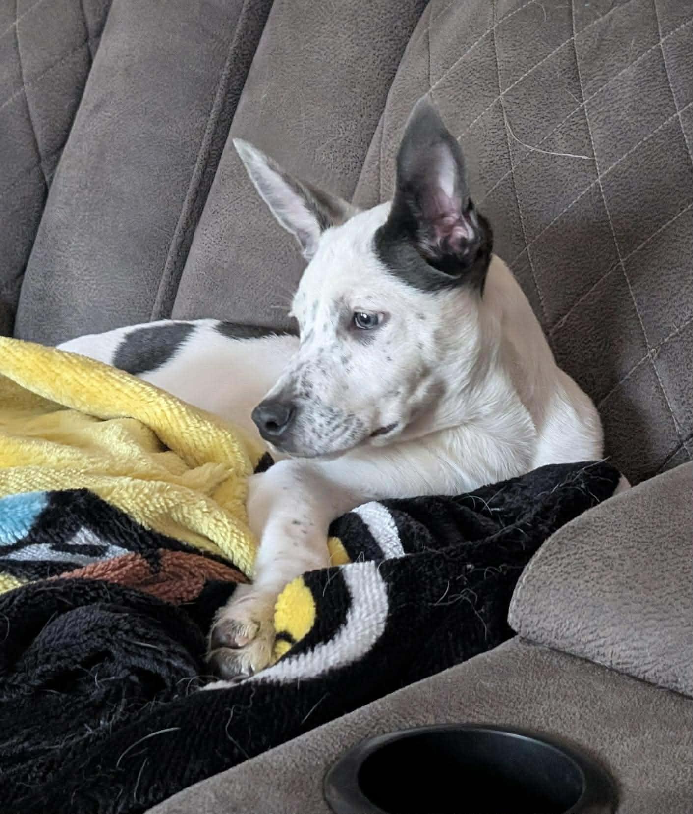 Enlarge Faye*, a Adoptable mixed breed in Cumberland, RI image 3/6