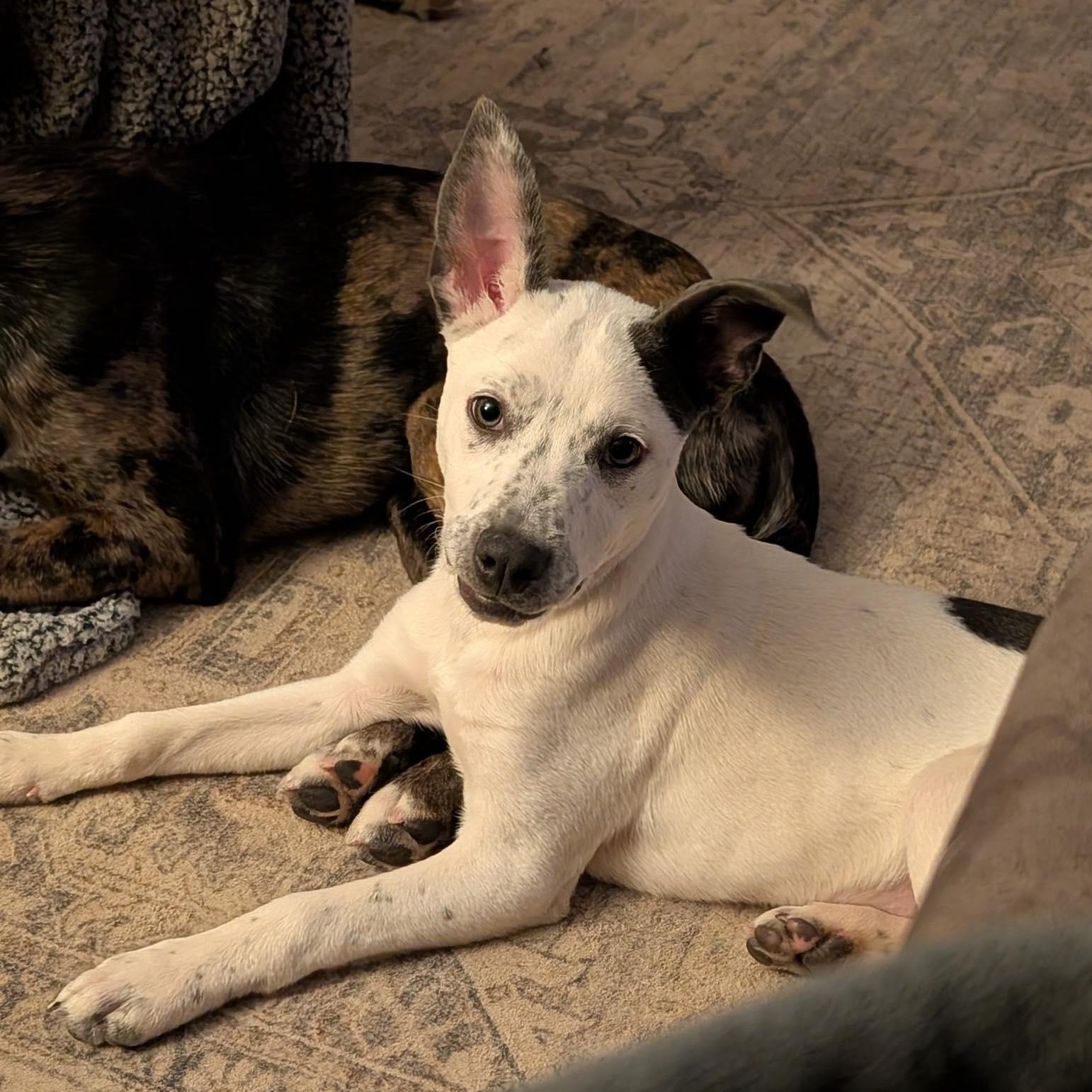 Enlarge Faye*, a Adoptable mixed breed in Cumberland, RI image 2/6