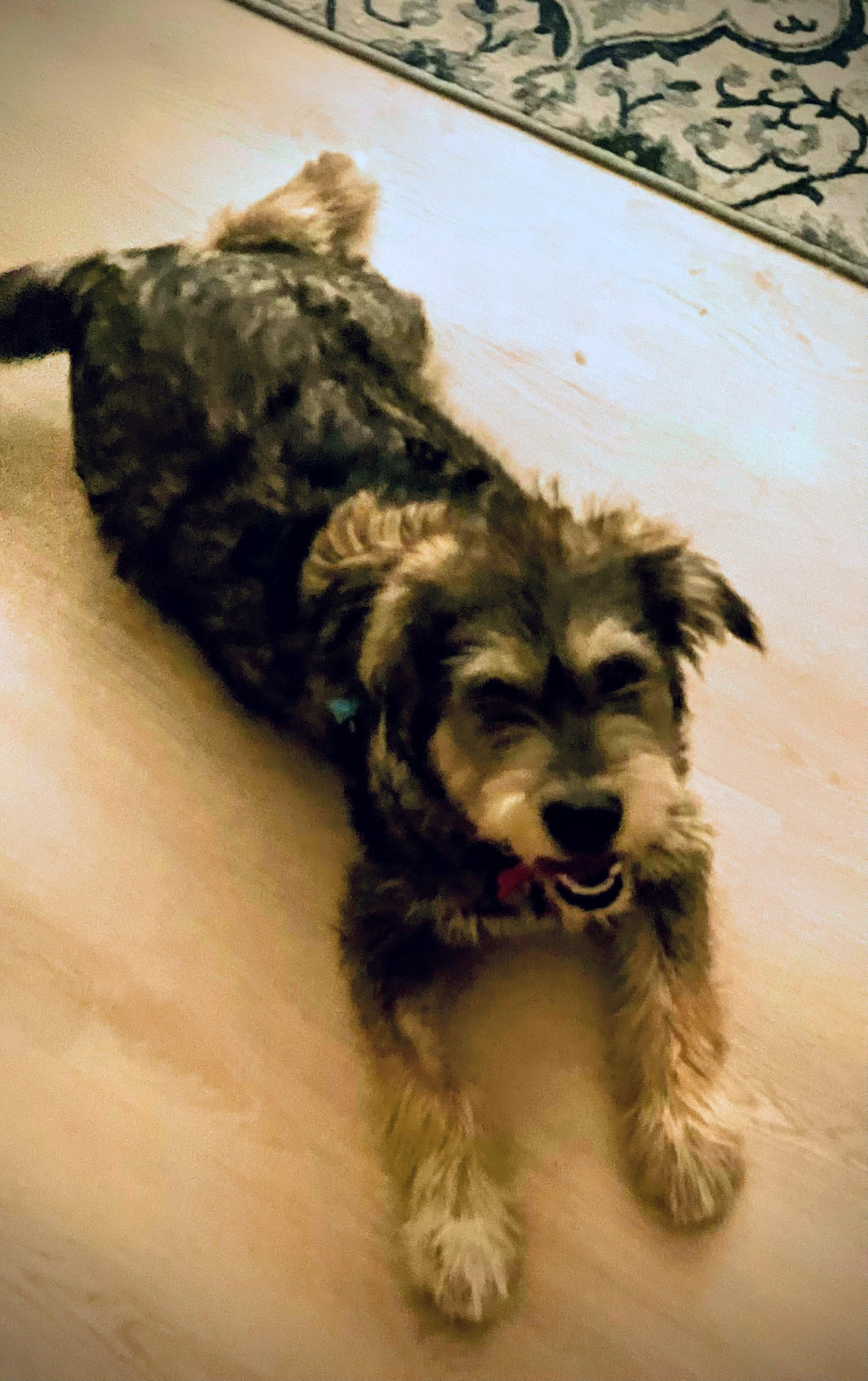 Nigel Angel, a ADOPTABLE mixed breed in Los Angeles, CA image 1/3