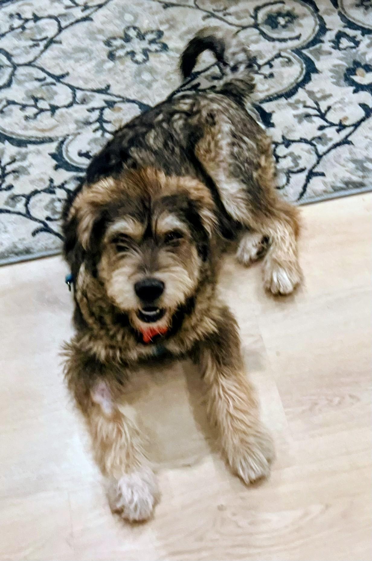 Nigel Angel, ADOPTABLE, Young Male Schnauzer.