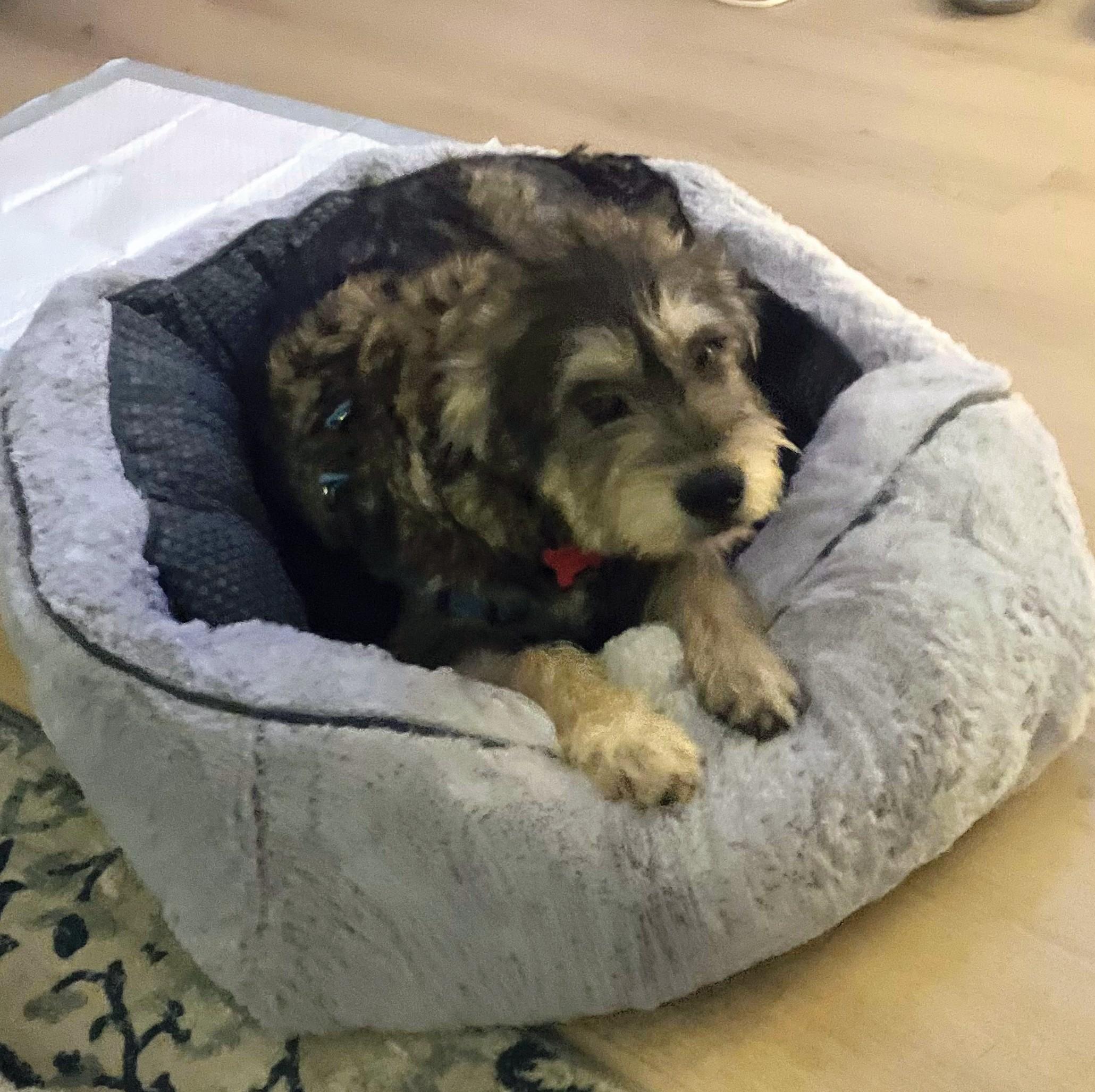 Nigel Angel, a ADOPTABLE mixed breed in Los Angeles, CA image 2/3