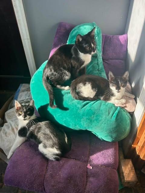 Enlarge Darling and Rascal (w/Figgy), a ADOPTABLE Domestic Short Hair in Keansburg, NJ image 3/6